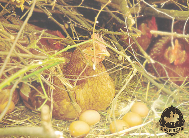 Gallina che canta ha fatto l’uovo!