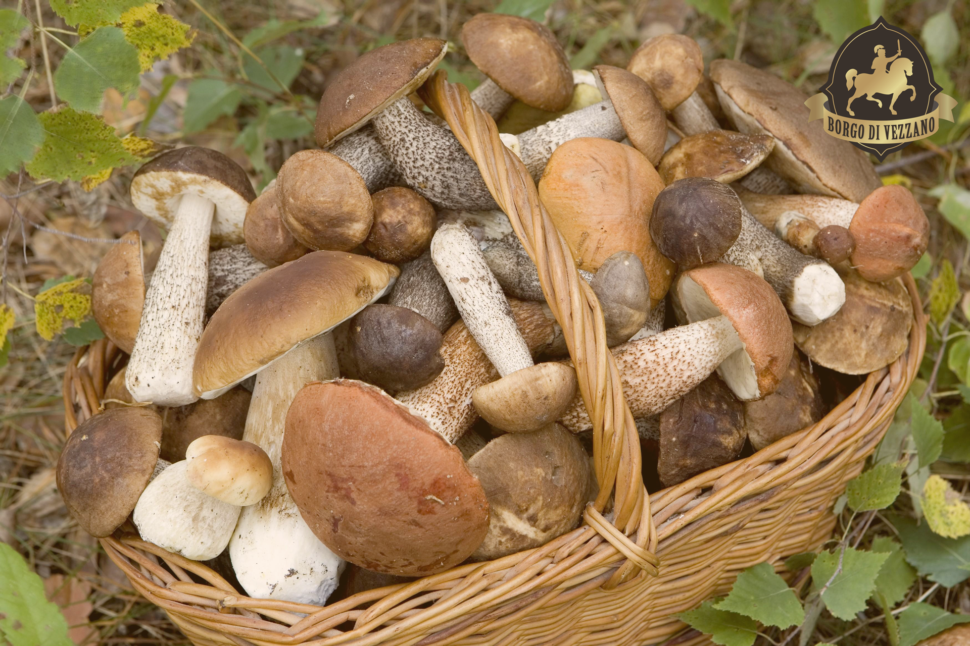 La passione per i funghi al Borgo di Vezzano